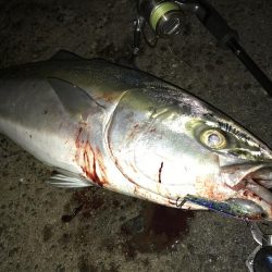 ブリが釣れるポイント